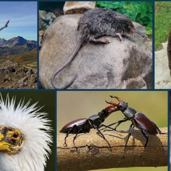 Proyecto bio bernesga