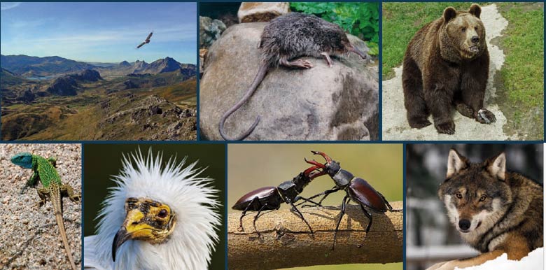 Proyecto bio bernesga