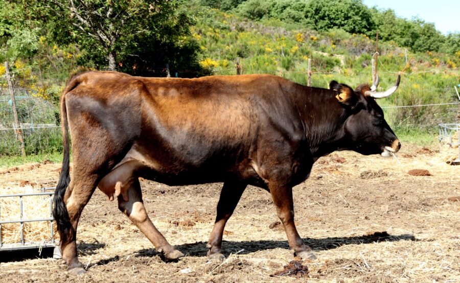 3-vaca-10anos-sotillodelacabrera-leon-2018-luisfernandodelafuente_tcm30-659137