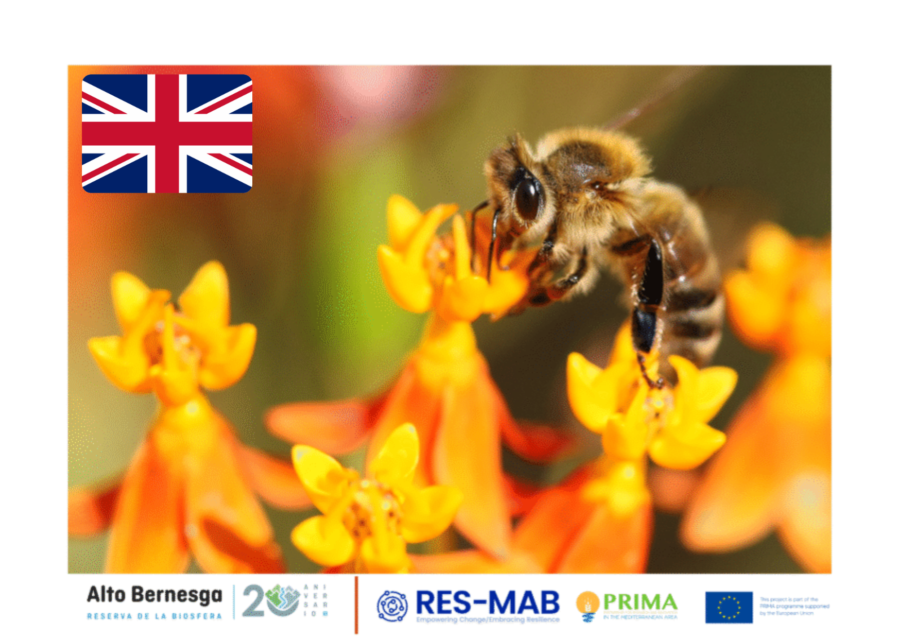 abeja inglesa