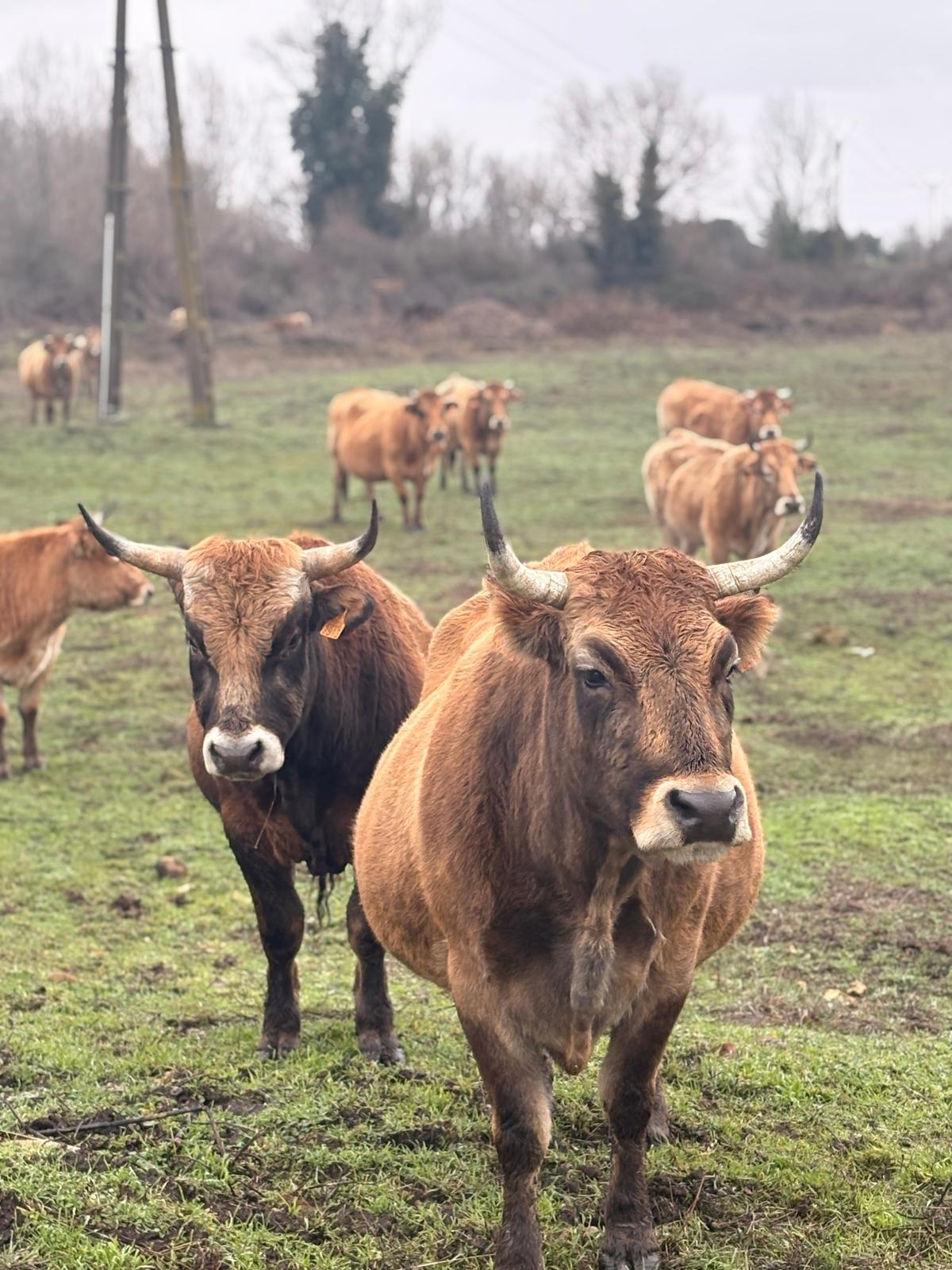 RES-MAB: Avanza el trabajo con la vaca Mantequera Leonesa en el marco del Proyecto RES-MAB.