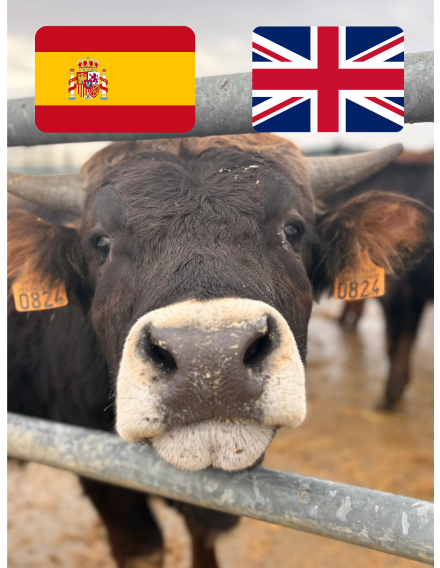convenio inglesa (2)